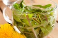 Dandelion tea - hot water poured over fresh dandelion leaves Royalty Free Stock Photo