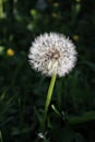 Dandelion