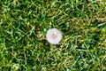 Dandelion Top View Royalty Free Stock Photo