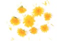 Dandelion top view isolated on white background with flat style Royalty Free Stock Photo