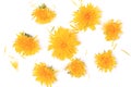 Dandelion top view isolated on white background with flat style Royalty Free Stock Photo