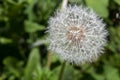 Dandelion tranquil abstract closeup art background.