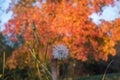 Dandelion and tree with yellow leaves and blue sky Royalty Free Stock Photo