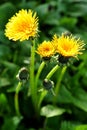 Dandelion trio Royalty Free Stock Photo