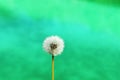 A dandelion on a turquoise background.