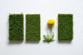 Dandelion between two grass blocks Royalty Free Stock Photo