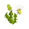 Dandelion with two heads and green leaves. Medicinal plant. Wild herb. Nature and flora theme. Flat vector design