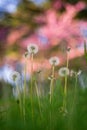 Dandelion under blossomed tree