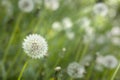 Dandelion under sun rays. Royalty Free Stock Photo