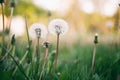 Dandelion in field closeup