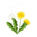 Dandelion vector icon blowing garden botany floral logo.