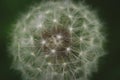 Dandelion at a very close look