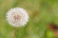 Dandelion waiting the wind