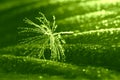 Dandelion With Water Droplets Against A Green Leaf Background