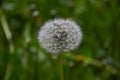 a dandelion with water droplets on the flower after the rain. Royalty Free Stock Photo