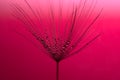 A dandelion with water droplets on a red background Royalty Free Stock Photo