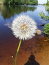 Dandelion, water, nature, flowers, blur, background
