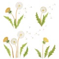 Dandelion Watercolor Clipart, Spring Flowers Clipart, Watercolor Set