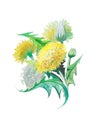 Dandelion watercolor illustration, hand drawn clipart of field flower