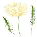 Dandelion with green leaf watercolor set .