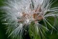 Dandelion with waterdrops Royalty Free Stock Photo