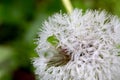 Dandelion with waterdrops Royalty Free Stock Photo
