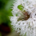 Dandelion with waterdrops Royalty Free Stock Photo