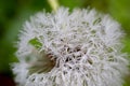 Dandelion with waterdrops Royalty Free Stock Photo