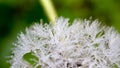 Dandelion with waterdrops Royalty Free Stock Photo