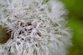 Dandelion with waterdrops Royalty Free Stock Photo