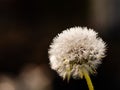 Dandelion with waterdrops shining like crystals Royalty Free Stock Photo