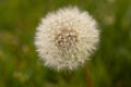 Dandelion Weed Close Up Gone To Seed