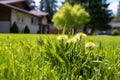 dandelion weed flowering amidst trimmed lawn