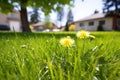 dandelion weed flowering amidst trimmed lawn Royalty Free Stock Photo