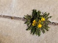 Dandelion Weed Growing in Crack on Sidewalk Royalty Free Stock Photo