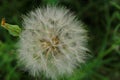 dandelion, herb, weed, make a wish and blow Royalty Free Stock Photo