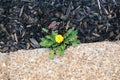 Dandelion weed in a lawn Royalty Free Stock Photo