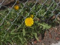 Dandelion weed, Taraxacum officinale, growing through a chainlink fence.