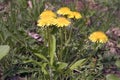 Dandelion Weeds Royalty Free Stock Photo