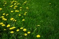 Dandelion Weeds