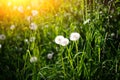 Dandelion in wet green grass with dew lawn backround Royalty Free Stock Photo