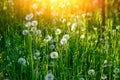 Dandelion in wet green grass with dew lawn backround Royalty Free Stock Photo