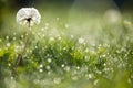 Dandelion in wet green grass with dew lawn backround Royalty Free Stock Photo