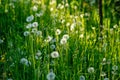 Dandelion in wet green grass with dew lawn backround Royalty Free Stock Photo