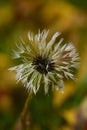 Dandelion wet from the rain droplets dripping autumn colors Royalty Free Stock Photo