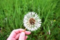 Dandelion wet from the rain Royalty Free Stock Photo