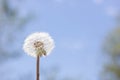 Dandelion what has gone to seed Royalty Free Stock Photo