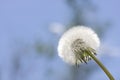 Dandelion what has gone to seed Royalty Free Stock Photo