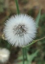 Dandelion white dry seeds of a flower