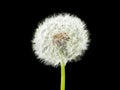 Dandelion with white floaties isolated on black background. Pappus. Seed head. Royalty Free Stock Photo